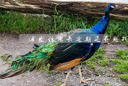浦发信用卡逾期还不起找谁协商 浦发信用卡逾期还不起找谁协商