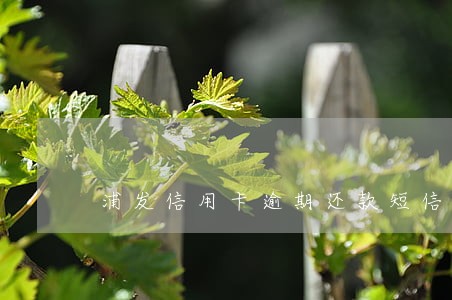 浦发信用卡逾期还款短信 浦发信用卡逾期还款短信