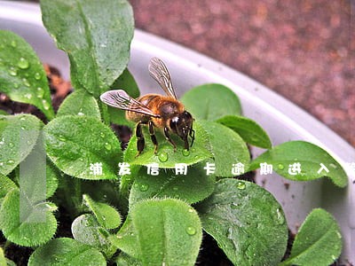 浦发信用卡逾期进入管制