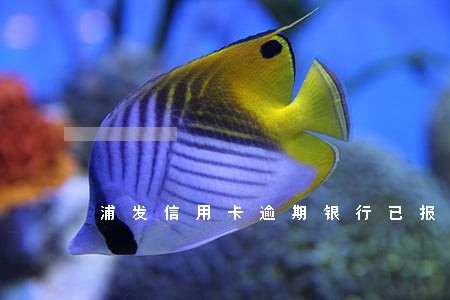 浦发信用卡逾期银行已报案