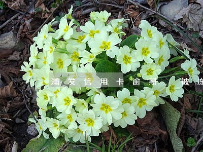 浦发信用卡逾期，被冻结了