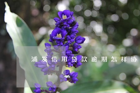 浦发信用贷款逾期怎样协商 浦发信用贷款逾期怎样协商