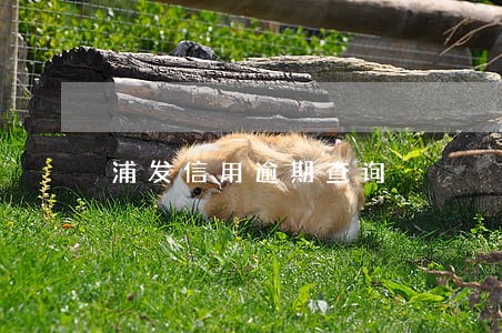浦发信用逾期查询 浦发信用逾期查询