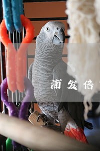 浦发倍富金逾期 浦发倍富金逾期