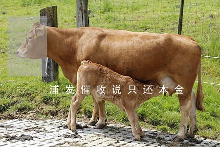 浦发催收说只还本金 浦发催收说只还本金