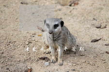 浦发先息后本逾期 浦发先息后本逾期