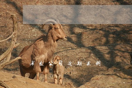 浦发公司逾期案例 浦发公司逾期案例