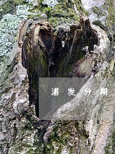 浦发分期影响征信导致逾期 浦发分期影响征信导致逾期