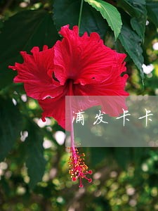 浦发卡卡逾期多久停卡 浦发卡卡逾期多久停卡