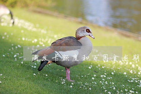 浦发卡额度和万用金逾期 浦发卡额度和万用金逾期