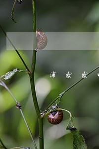 浦发发呗逾期多久上征信 浦发发呗逾期多久上征信