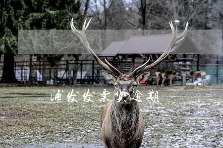 浦发发票贷逾期 浦发发票贷逾期
