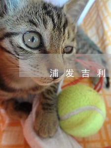 浦发吉利卡逾期怎么办 浦发吉利卡逾期怎么办