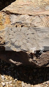 浦发备用金逾期了保险公司代偿 浦发备用金逾期了保险公司代偿