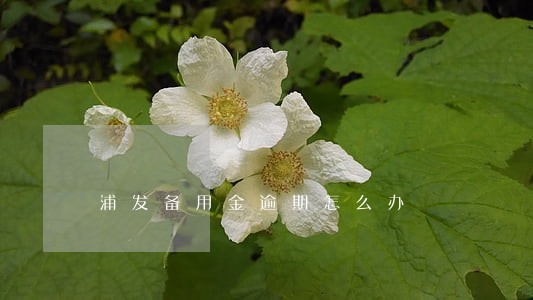 浦发备用金逾期怎么办 浦发备用金逾期怎么办