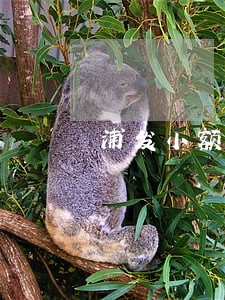 浦发小额信用卡逾期 浦发小额信用卡逾期