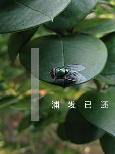 浦发已还最低逾期 浦发已还最低逾期