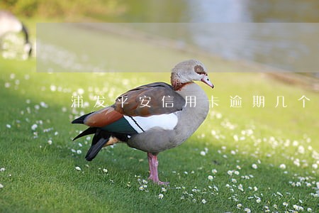 浦发平安信用卡逾期几个月 浦发平安信用卡逾期几个月