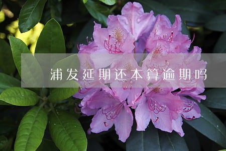 浦发延期还本算逾期吗 浦发延期还本算逾期吗