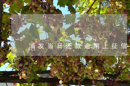 浦发当日还款逾期上征信