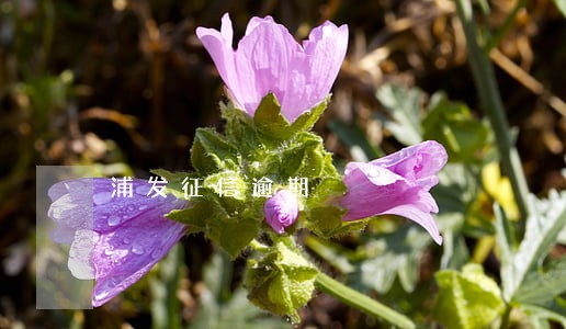 浦发征信逾期 浦发征信逾期