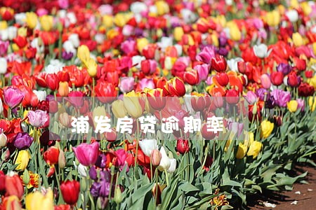 浦发房贷逾期率 浦发房贷逾期率