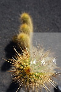 浦发有逾期可销户储蓄卡吗 浦发有逾期可销户储蓄卡吗
