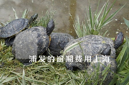 浦发的逾期费用上海