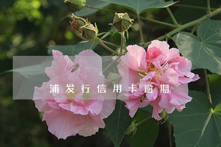 浦发行信用卡逾期 浦发行信用卡逾期