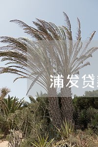 浦发贷款逾期多久会影响征信 浦发贷款逾期多久会影响征信