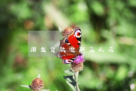 浦发贷款逾期怎么还 浦发贷款逾期怎么还