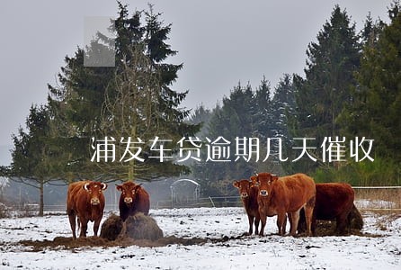 浦发车贷逾期几天催收