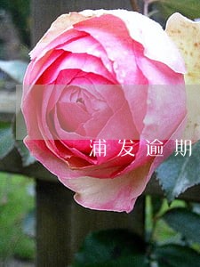 浦发逾期10天了让一吹还清 浦发逾期10天了让一吹还清