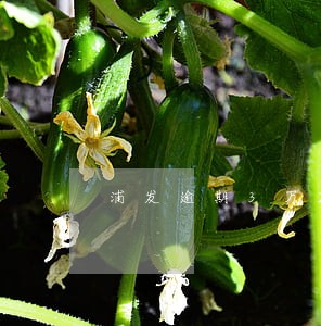 浦发逾期3万2 浦发逾期3万2