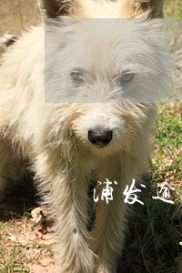 浦发逾期3年还能协商吗 浦发逾期3年还能协商吗