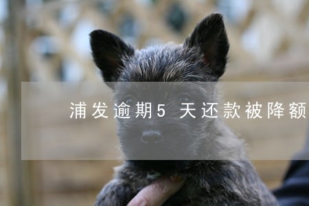 浦发逾期5天还款被降额了 浦发逾期5天还款被降额了