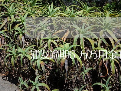 浦发逾期6万万用金14万 浦发逾期6万万用金14万