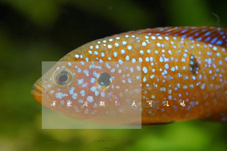 浦发逾期7天可以吗 浦发逾期7天可以吗