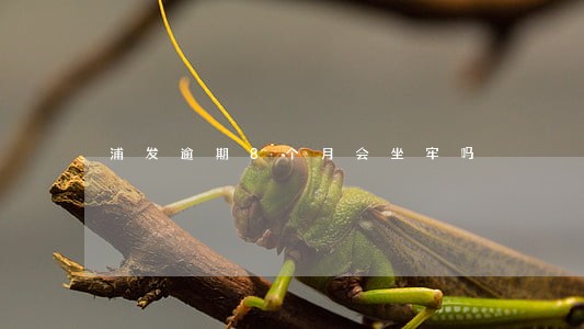 浦发逾期8个月会坐牢吗 浦发逾期8个月会坐牢吗