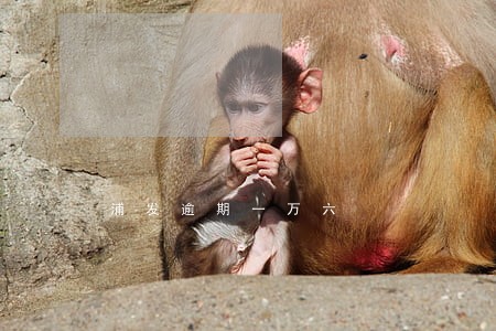 浦发逾期一万六 浦发逾期一万六