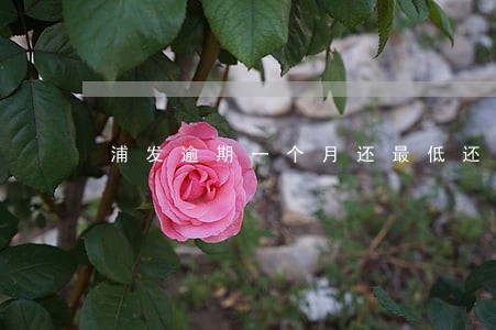 浦发逾期一个月还最低还款 浦发逾期一个月还最低还款