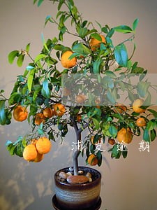 浦发逾期一天多少钱 浦发逾期一天多少钱