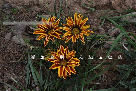浦发逾期一天就上征信 浦发逾期一天就上征信