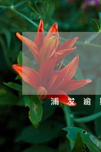 浦发逾期一天扣700