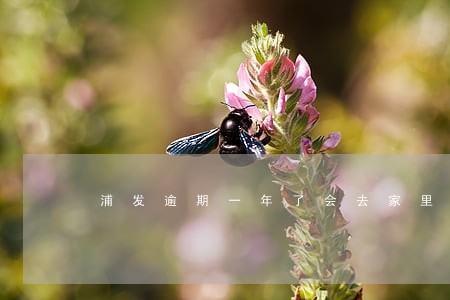 浦发逾期一年了会去家里吗 浦发逾期一年了会去家里吗
