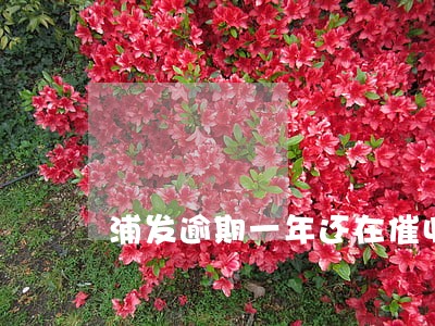 浦发逾期一年还在催收 浦发逾期一年还在催收