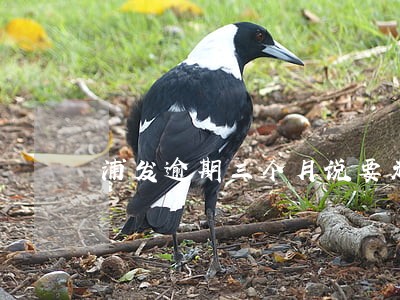浦发逾期三个月说要走流程 浦发逾期三个月说要走流程