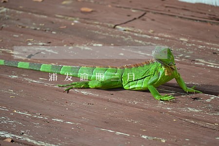 浦发逾期三月 浦发逾期三月