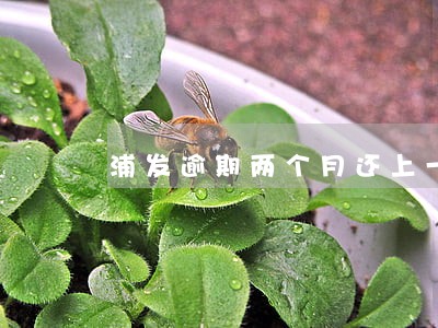 浦发逾期两个月还上一个月 浦发逾期两个月还上一个月