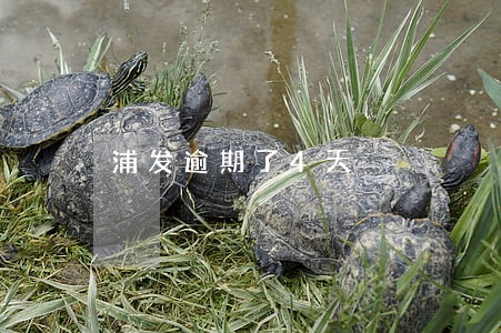 浦发逾期了4天 浦发逾期了4天